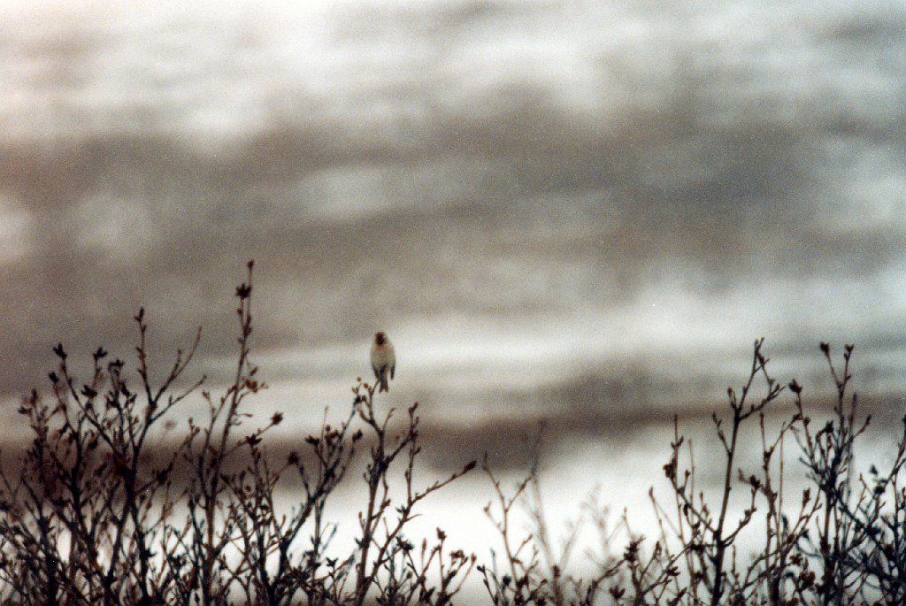 Redpol, Hoary, Nome, AK, 1999-06, B07P22I02.jpg - Hoary Redpoll